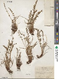 Physematium oreganum subsp. oreganum image