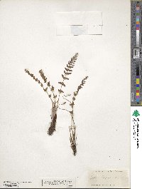 Physematium oreganum subsp. oreganum image