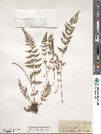 Physematium oreganum subsp. oreganum image