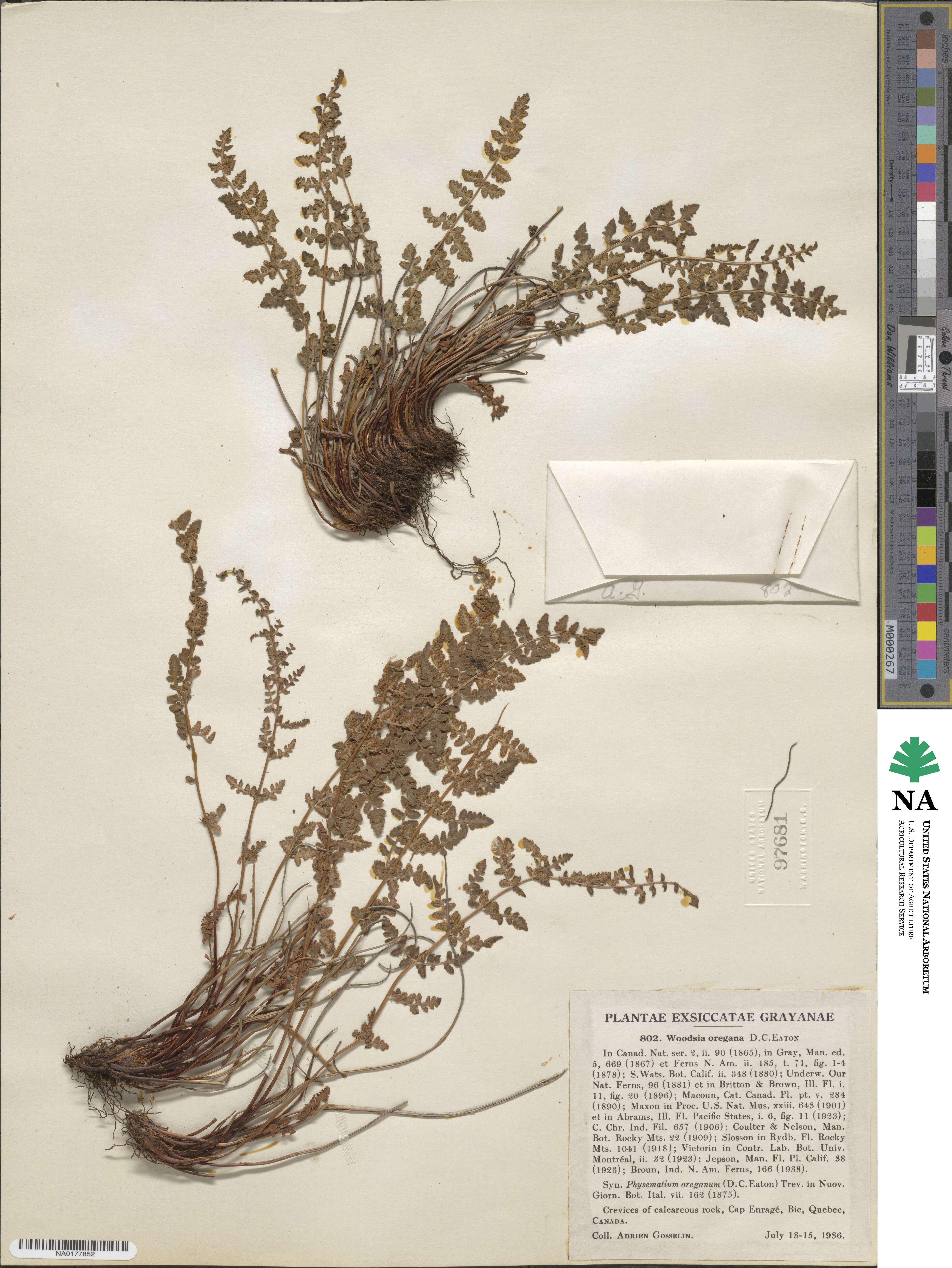 Physematium oreganum image