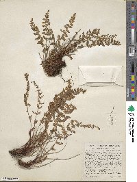 Physematium oreganum subsp. oreganum image