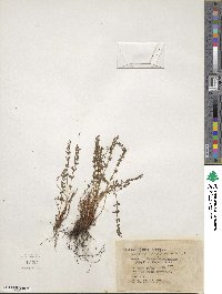 Physematium oreganum subsp. oreganum image