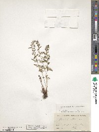 Physematium oreganum subsp. oreganum image