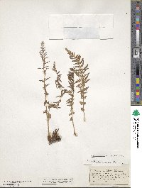 Physematium oreganum subsp. oreganum image