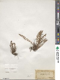 Physematium scopulinum subsp. scopulinum image