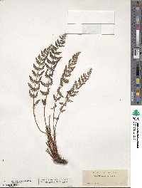 Physematium scopulinum subsp. scopulinum image