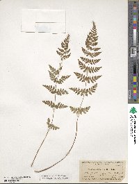 Physematium scopulinum subsp. scopulinum image