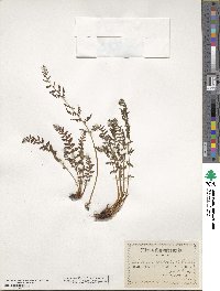 Physematium scopulinum subsp. scopulinum image