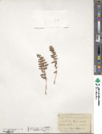 Physematium scopulinum subsp. scopulinum image