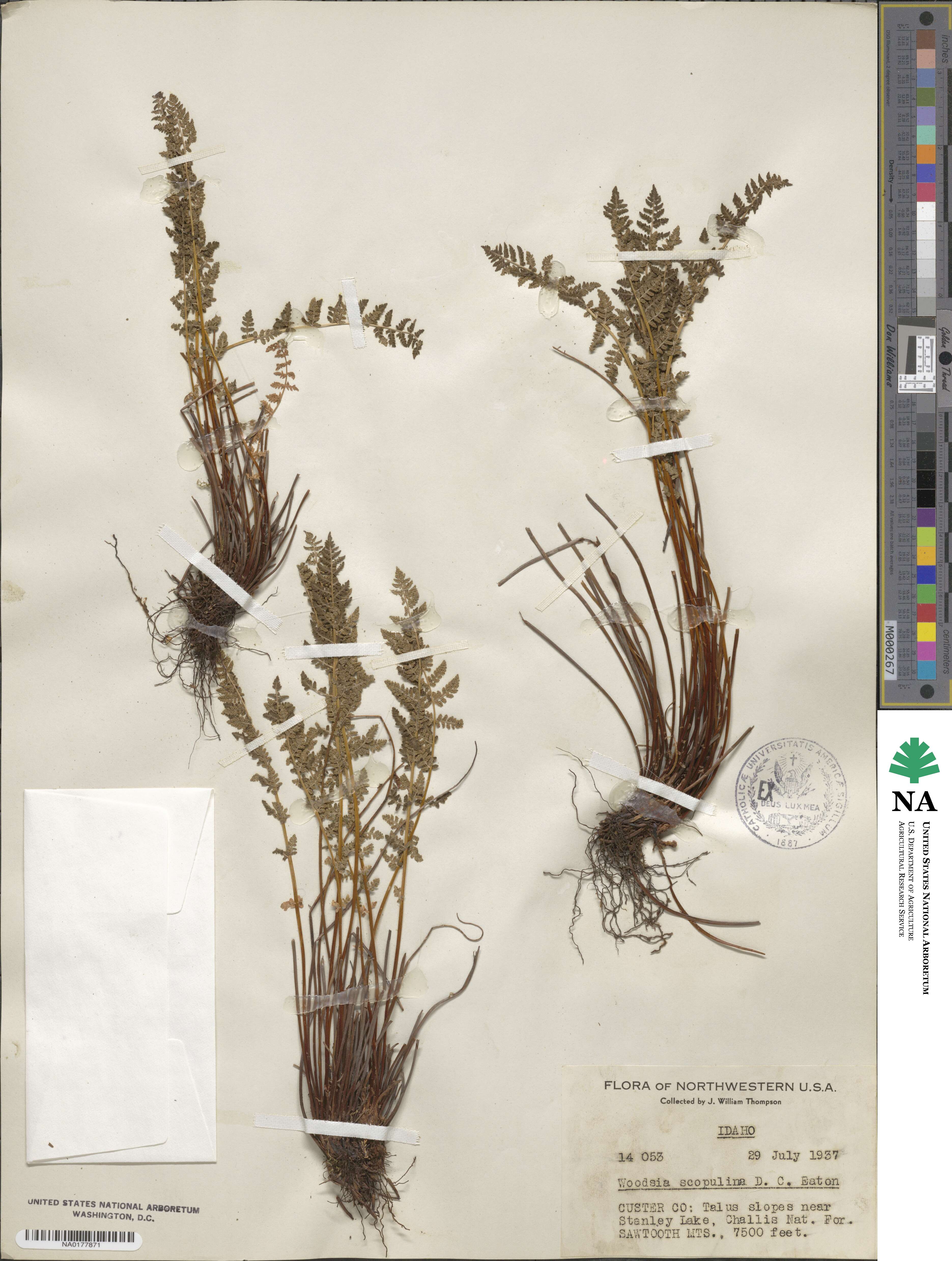 Physematium scopulinum subsp. scopulinum image