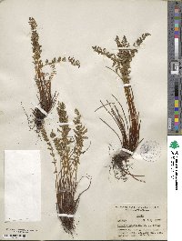 Physematium scopulinum image