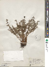 Physematium scopulinum subsp. scopulinum image