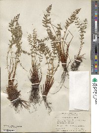 Physematium scopulinum subsp. scopulinum image