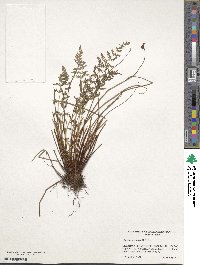 Physematium scopulinum subsp. scopulinum image