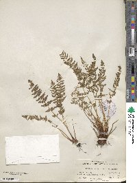 Physematium scopulinum subsp. scopulinum image