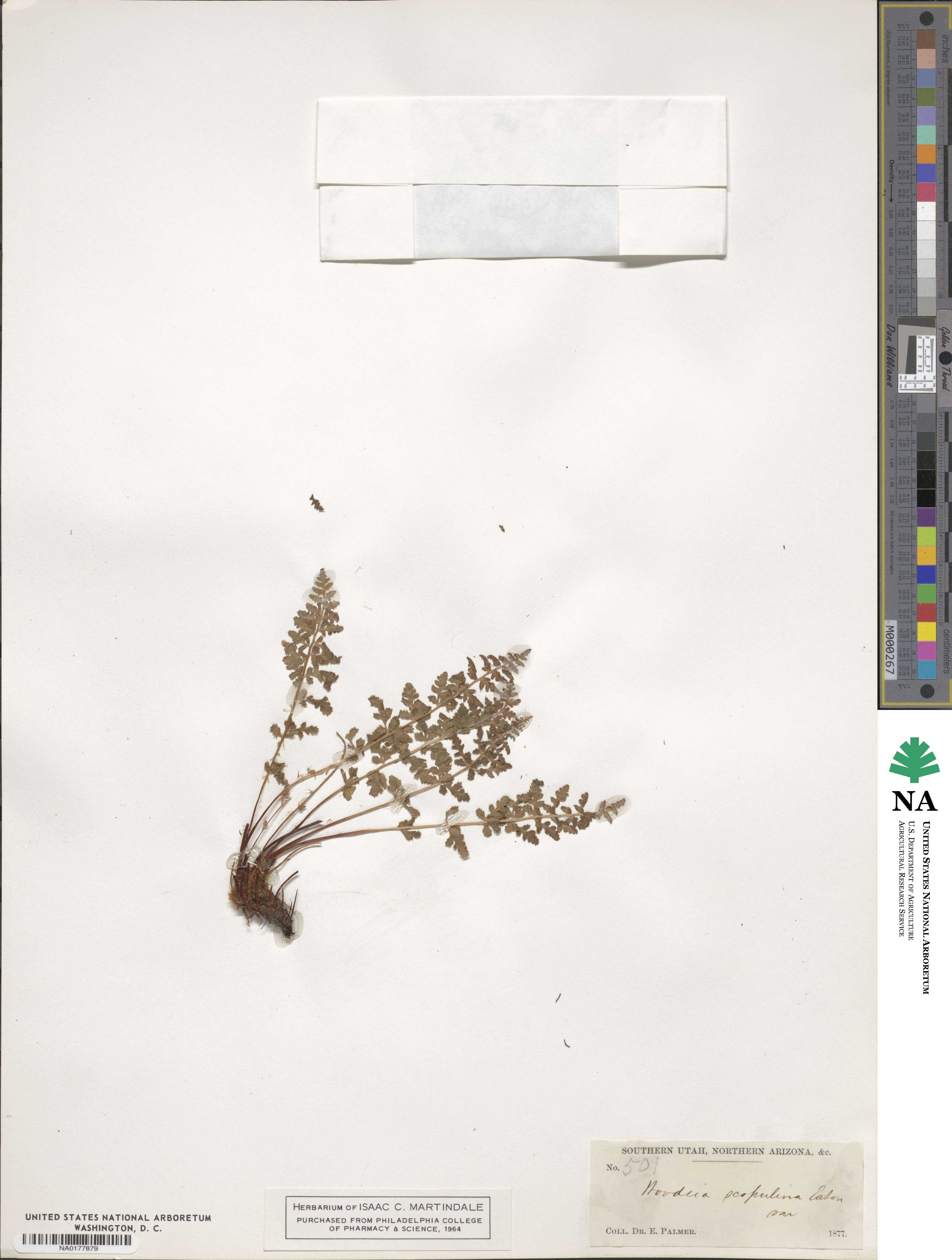Physematium scopulinum subsp. scopulinum image