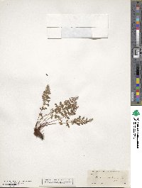 Physematium scopulinum subsp. scopulinum image