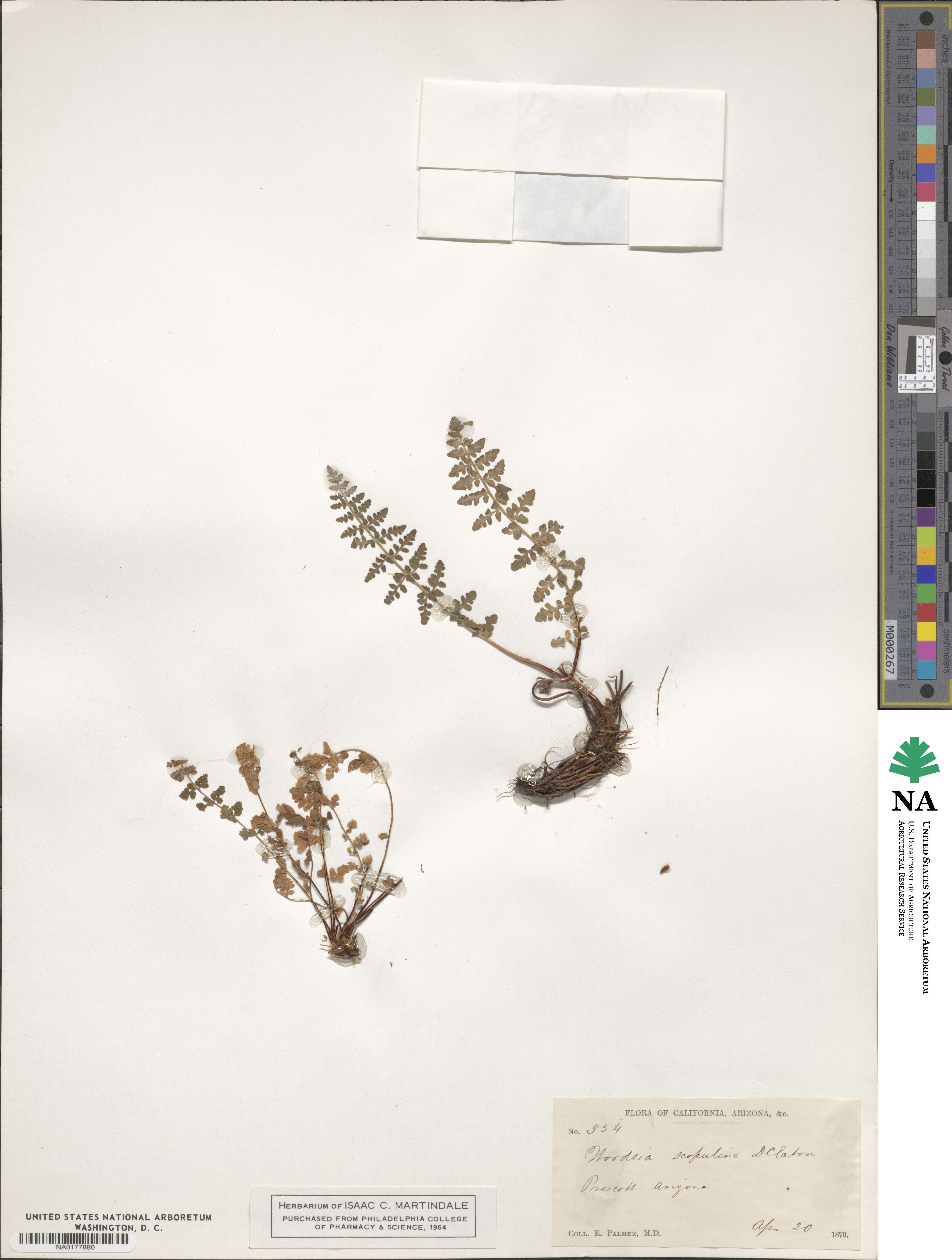 Physematium scopulinum subsp. scopulinum image