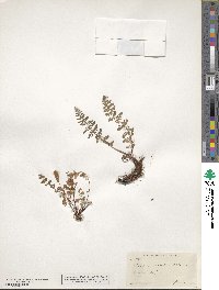 Physematium scopulinum subsp. scopulinum image