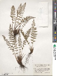 Physematium scopulinum subsp. scopulinum image