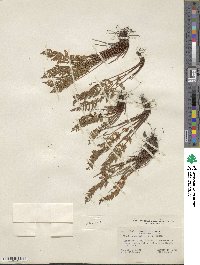 Physematium scopulinum subsp. scopulinum image