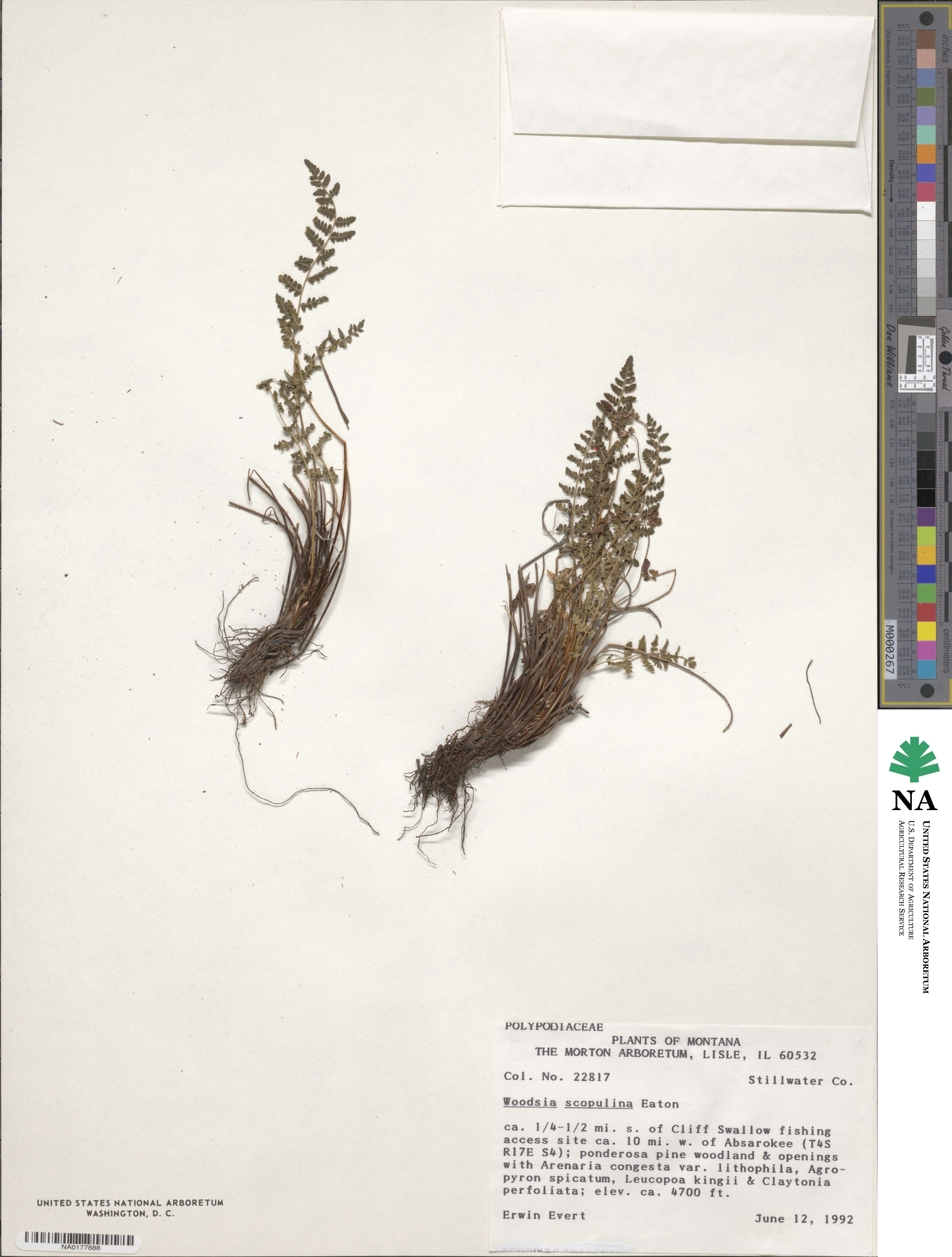 Physematium scopulinum subsp. scopulinum image