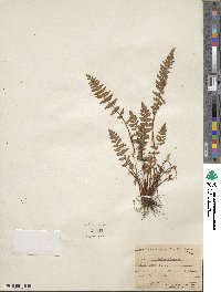 Physematium scopulinum subsp. scopulinum image