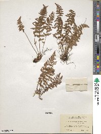 Poa trivialis image