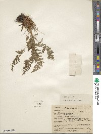 Poa trivialis image