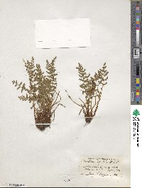 Poa trivialis image