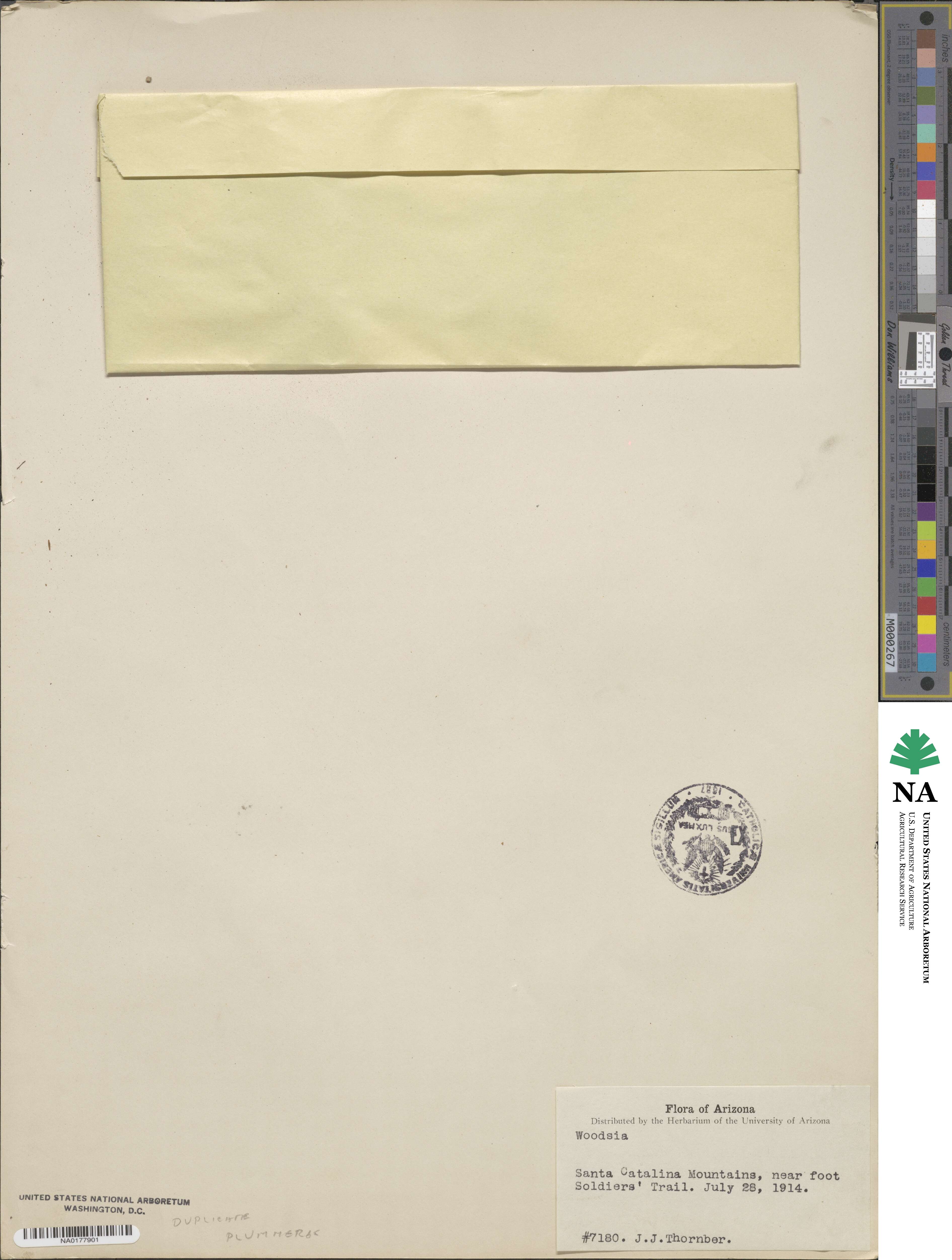 Poa trivialis image