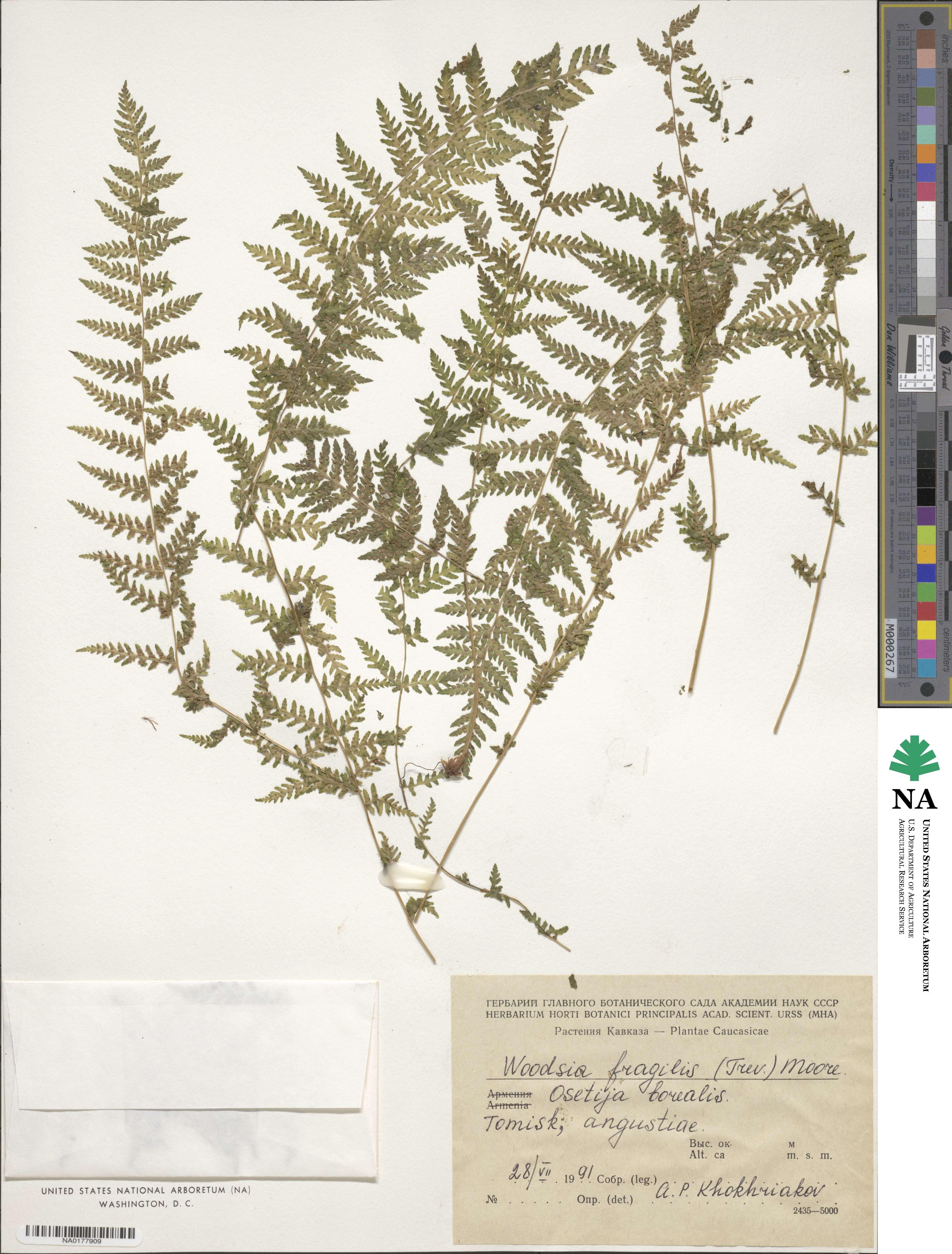 Woodsia fragilis image