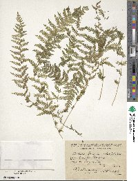 Image of Woodsia fragilis