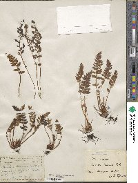 Woodsia ilvensis image