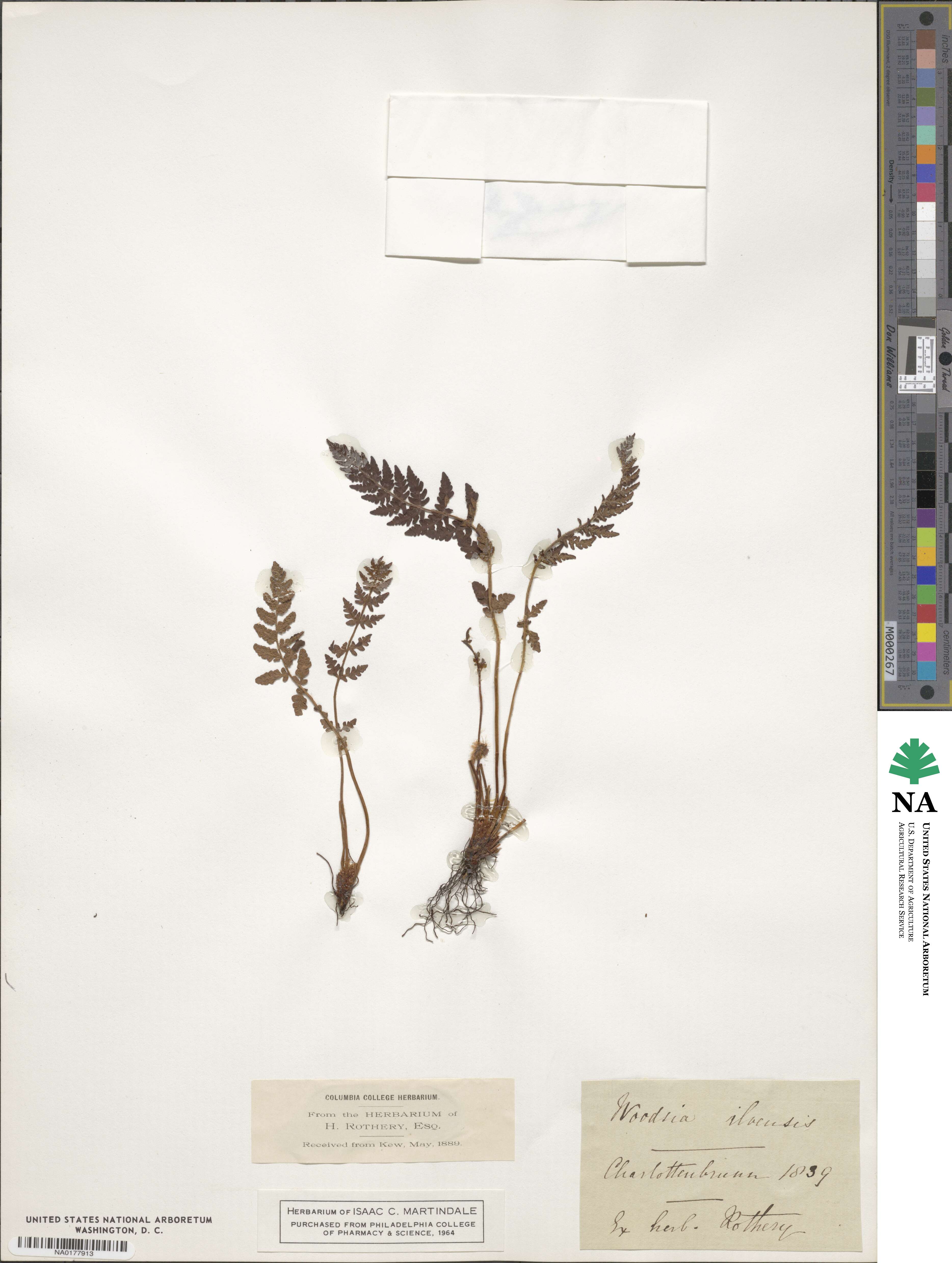 Woodsia ilvensis image