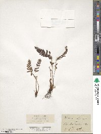 Woodsia ilvensis image