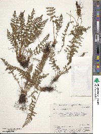 Woodsia ilvensis image