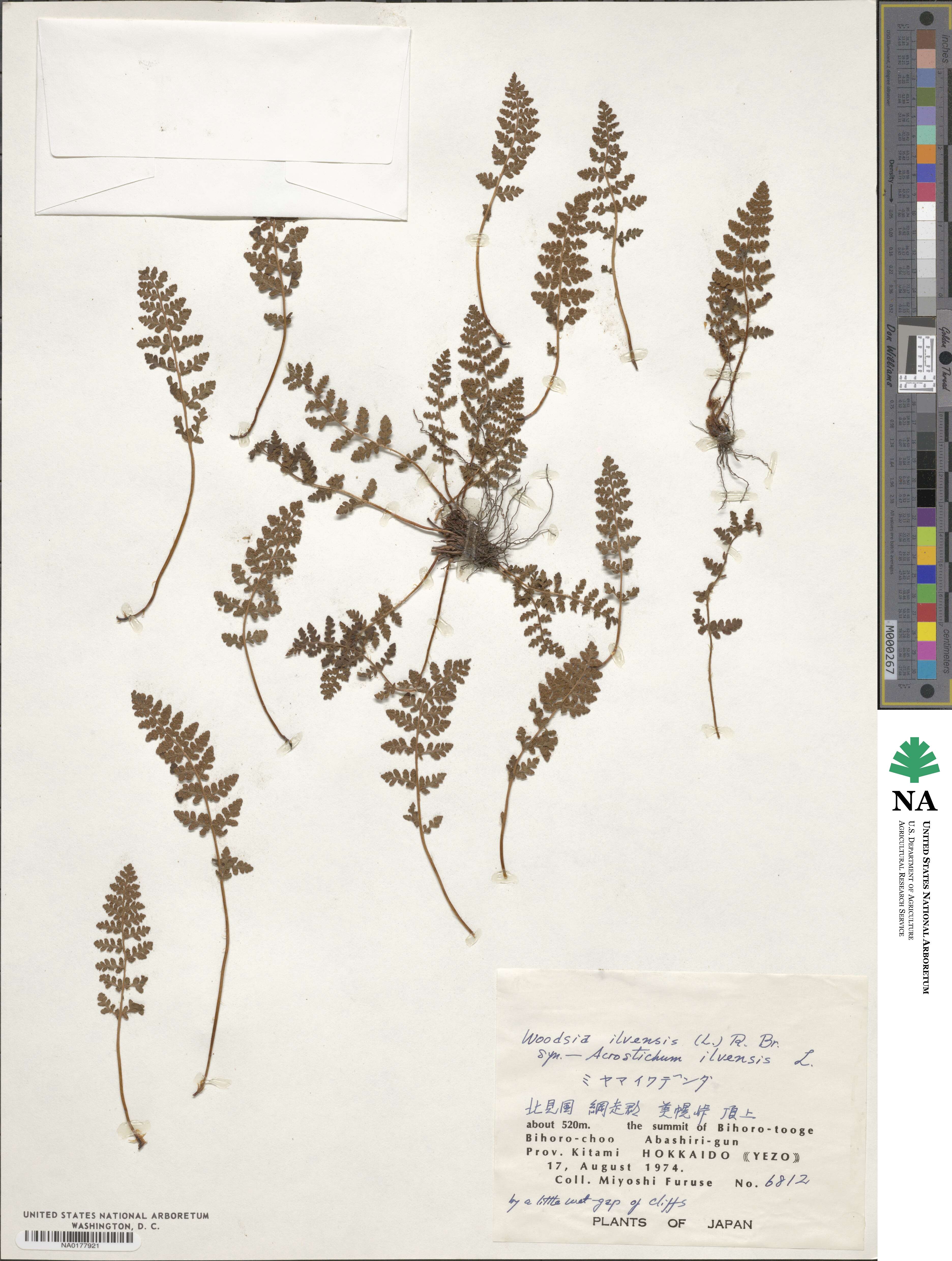 Woodsia ilvensis image