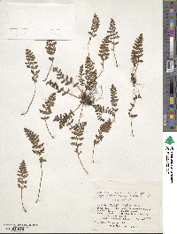 Woodsia ilvensis image