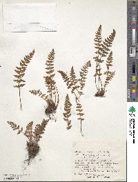 Woodsia ilvensis image