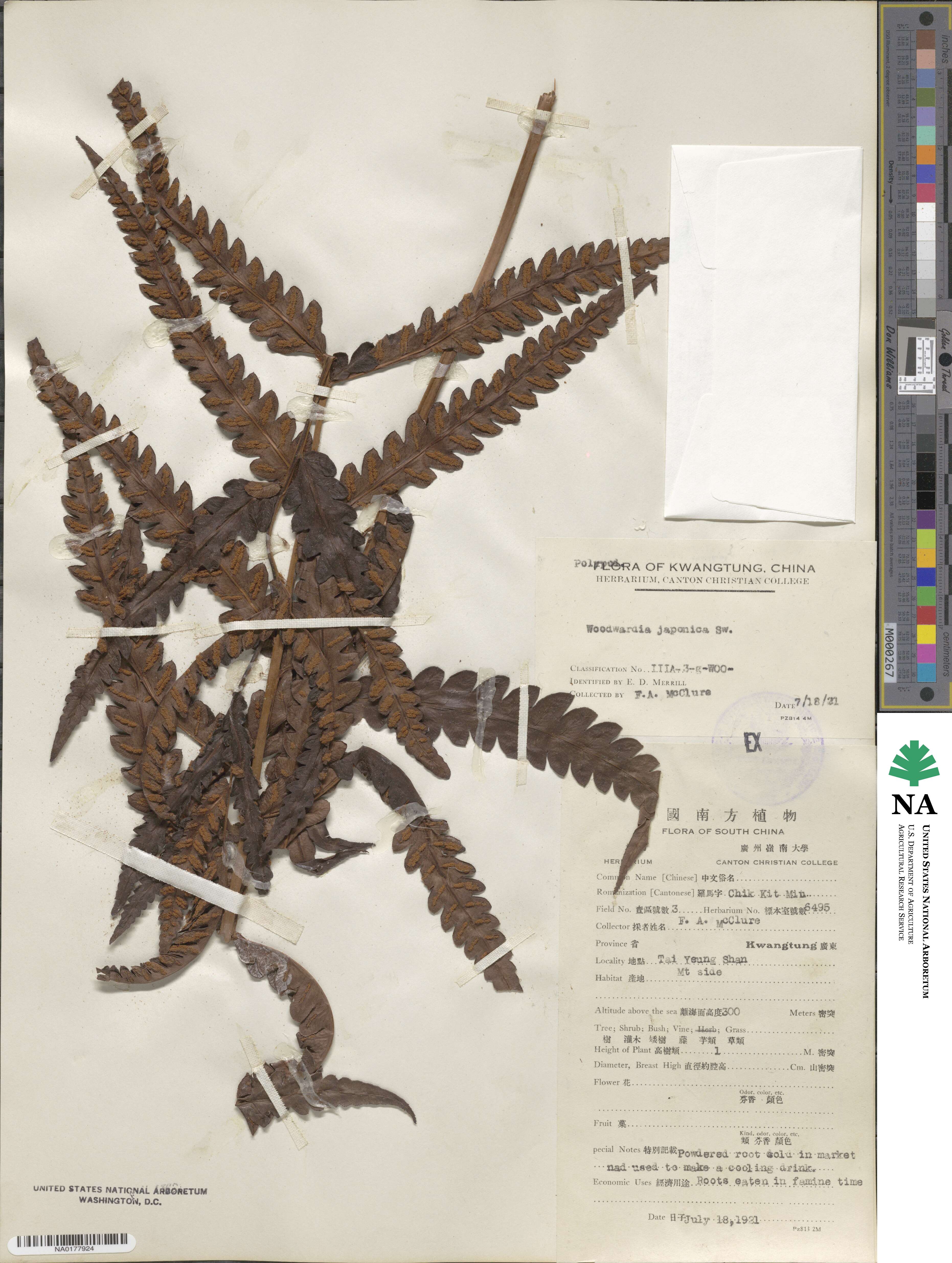 Woodsia macrochlaena image