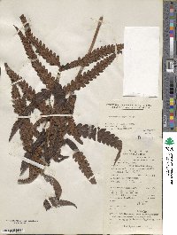 Woodsia macrochlaena image