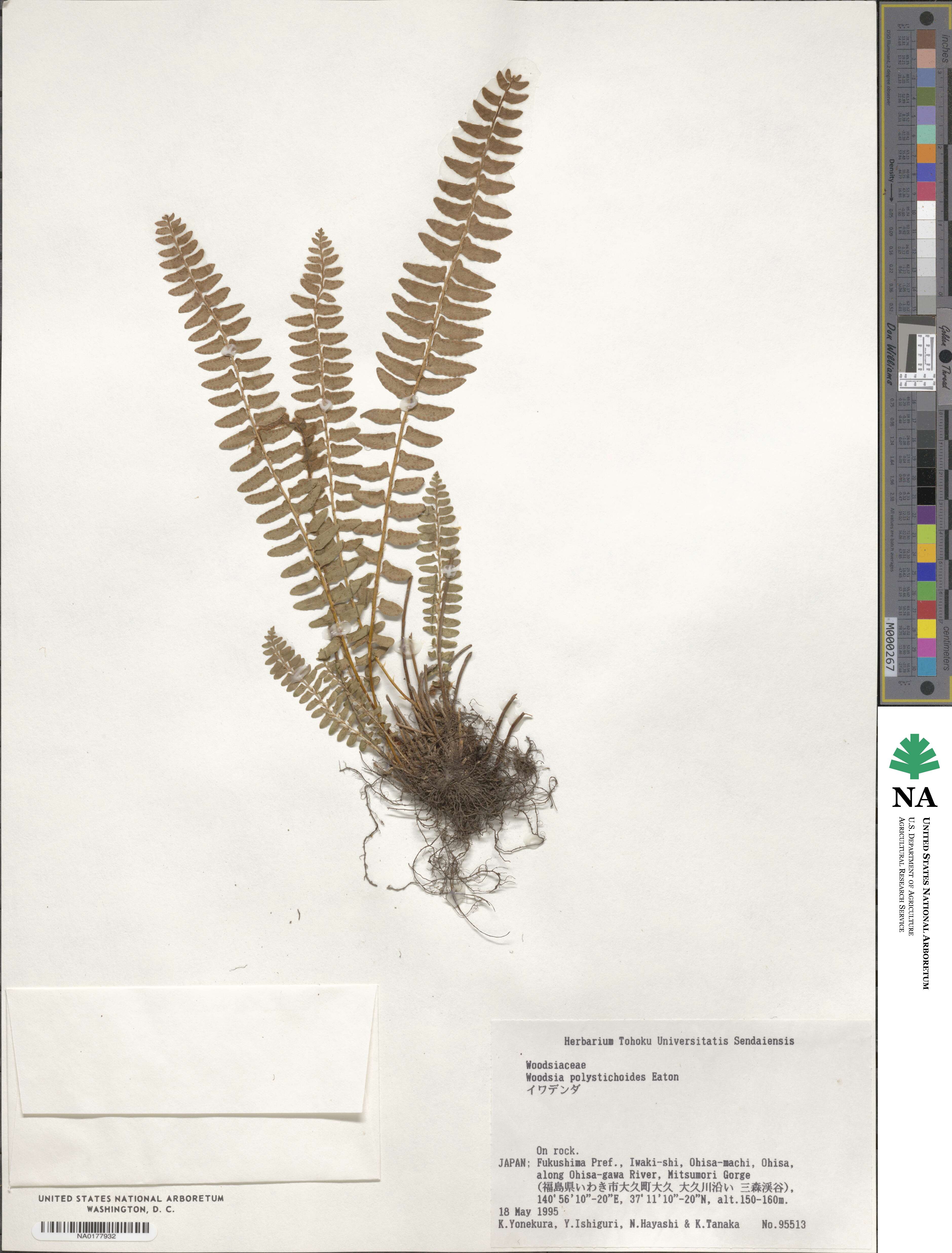 Woodsia polystichoides image