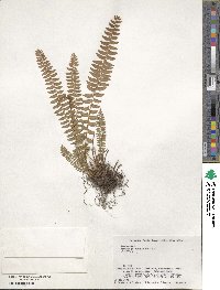 Woodsia polystichoides image