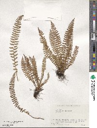 Woodsia polystichoides image