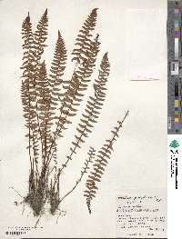 Woodsia polystichoides image