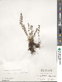 Woodsia polystichoides image