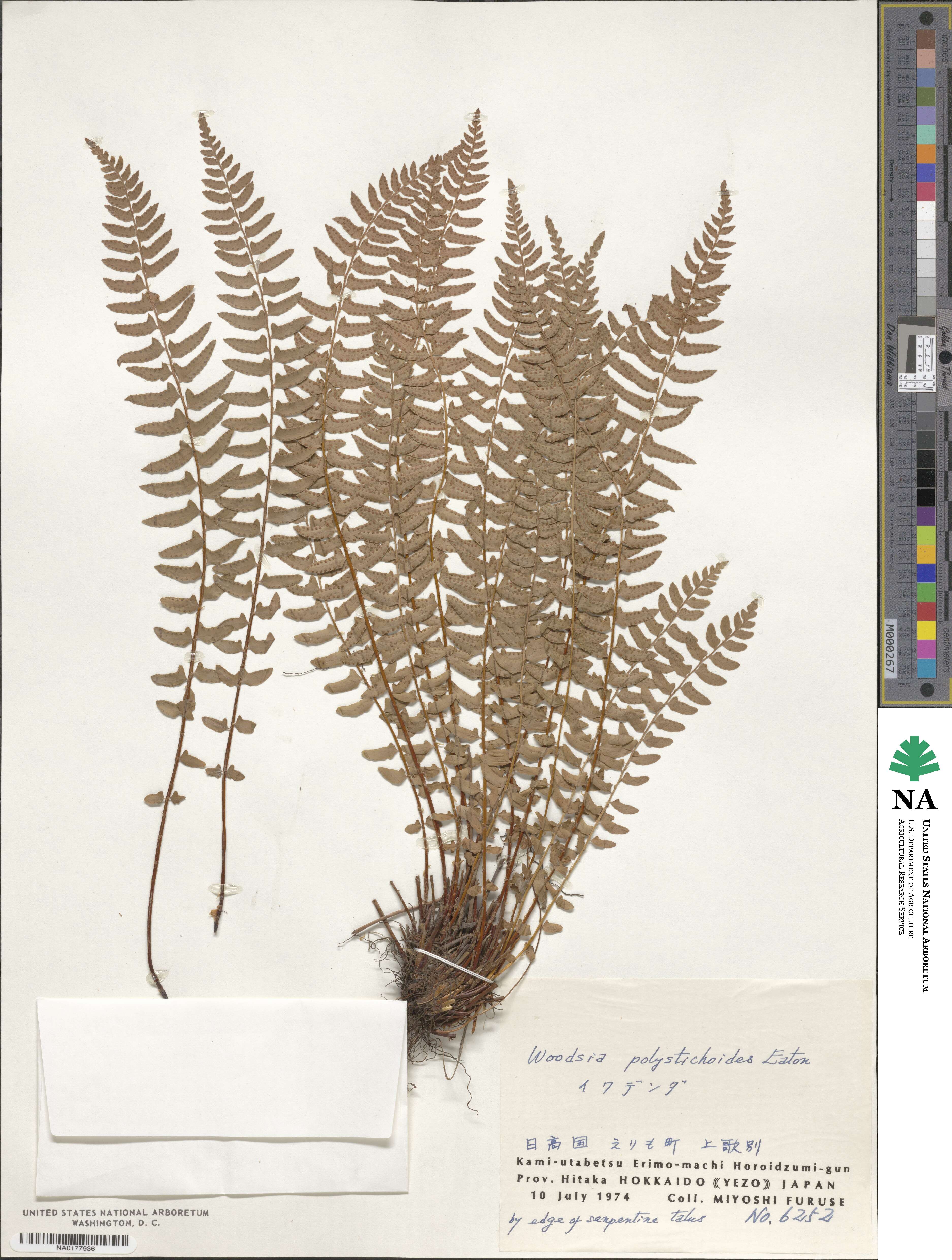 Woodsia polystichoides image