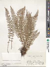 Woodsia polystichoides image