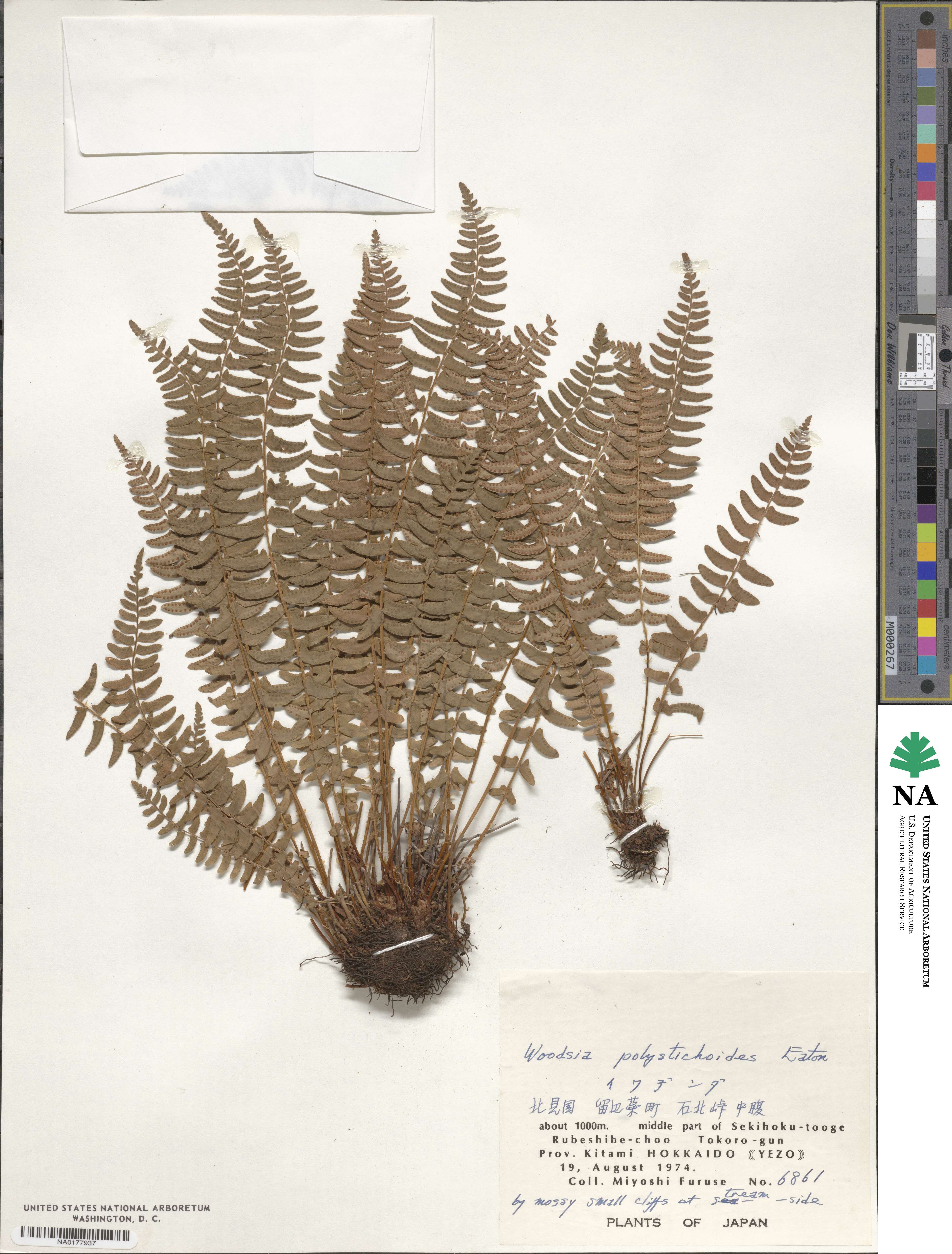 Woodsia polystichoides image